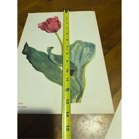 Flowers Drawn by Arlette Davids Text by Princess Bibesco prints Tulips 10x14” - Picture 7 of 9